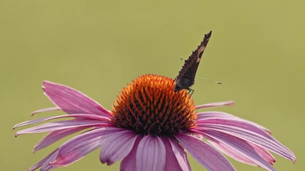 Pequeña Tortuga Mariposa Comiendo Néctar Flor Conejo Púrpura Macro Shot — Vídeos de Stock