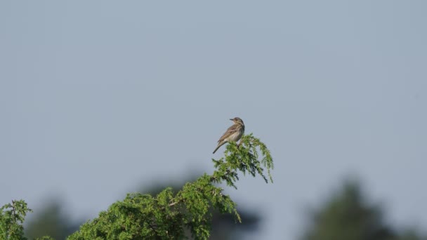 Burung Pipit Pohon Yang Bertumpu Pada Dedaunan Pohon Fokus Pada — Stok Video