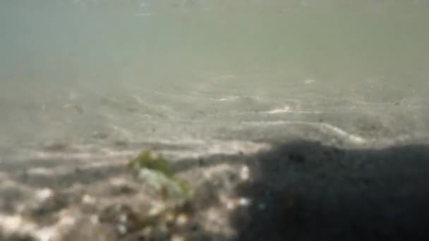 Statische Onderwateropname Van Getijdenstromingen Noordzee Met Een Zandbodem Voorbijdrijvend Zeewier — Stockvideo