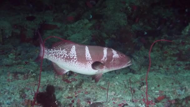 大型珊瑚石斑鱼缓慢地在热带珊瑚礁上空游动 — 图库视频影像