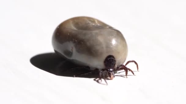 Big Sheep Tick Engorged Blood Crawling White Background Macro Close — Stock Video