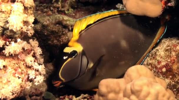 Graue Und Orangefarbene Doktorfische Tropischen Korallenriff — Stockvideo