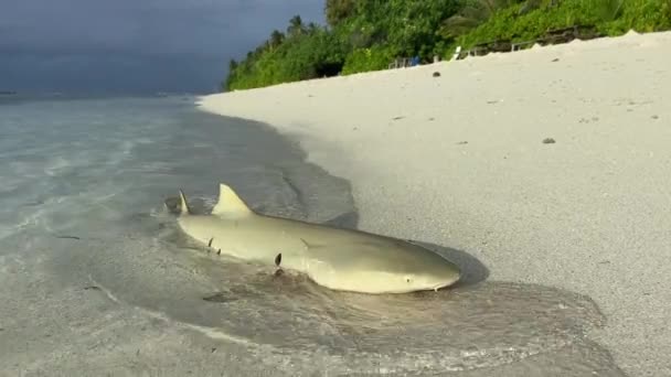 Juvenile Reef Shark Dead Sand Seashore Tropical Beach Maldives — Stock Video