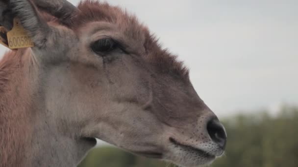 在英格兰西米德兰萨法利公园开枪击中了一个普通岛屿的脸 耳朵上绑着一个小号标签 — 图库视频影像