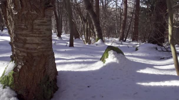 冬の間 山の中で美しく雪の多い松林の映像 朝の太陽は白い雪の上に木の美しい影を作り出します — ストック動画