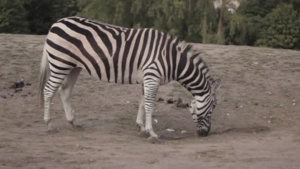 Een Zebra Met Witte Zwarte Stroken Zijn Lichaam Graast Het — Stockvideo