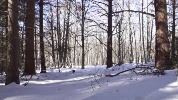 Filmagem Uma Bela Floresta Pinheiros Nevados Nas Montanhas Durante Inverno — Vídeo de Stock