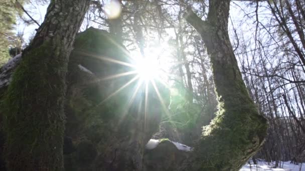 Nagranie Pięknego Śnieżnego Lasu Sosnowego Górach Zimą Poranne Słońce Tworzy — Wideo stockowe
