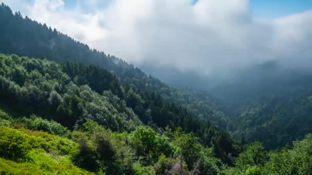 山の森の雲の動き 霧の霧が森の上に吹いている 運動時間の経過自然環境の背景 — ストック動画