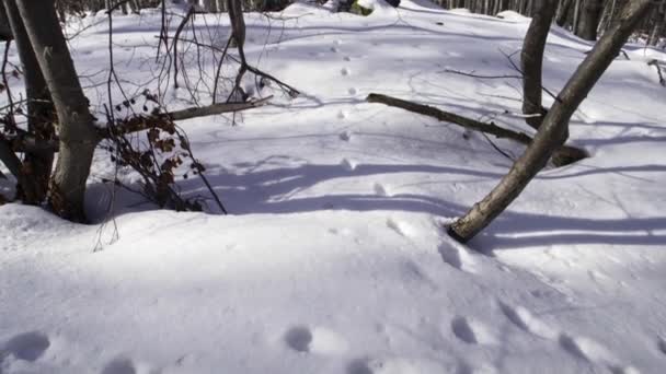 冬の間 山の中で美しく雪の多い松林の映像 朝の太陽は白い雪の上に木の美しい影を作り出します — ストック動画