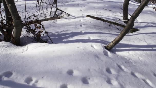 Nagranie Pięknego Śnieżnego Lasu Sosnowego Górach Zimą Poranne Słońce Tworzy — Wideo stockowe