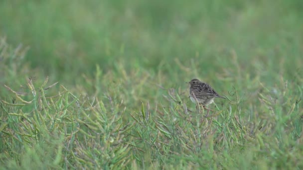 Ευρασιατικό Skylark Σκαρφαλώνει Πάνω Από Φρούτα Κράμβης Επιλεκτική Εστίαση Shot — Αρχείο Βίντεο