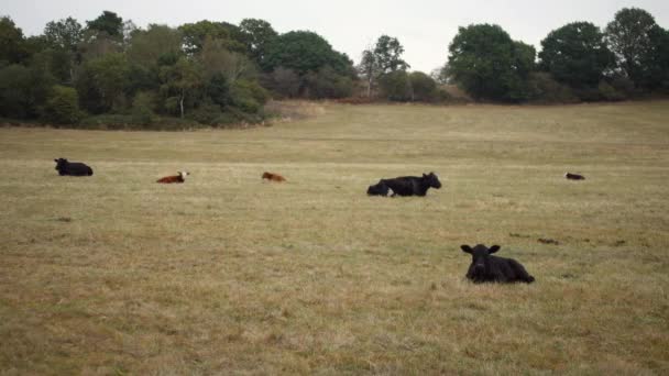 가을에 들판에 젖소들 — 비디오