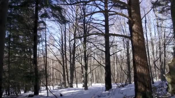 冬の間 山の中で美しく雪の多い松林の映像 朝の太陽は白い雪の上に木の美しい影を作り出します — ストック動画