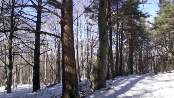 Filmación Hermoso Bosque Pinos Nevados Las Montañas Durante Invierno Sol — Vídeos de Stock