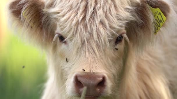 ホワイト ハイランド タウラス ヒッポボスとカメラに直面している子牛が顔に飛ぶ スローモーション閉じる — ストック動画