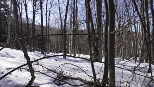 Bilder Vacker Snöig Tallskog Fjällen Vintern Morgonsolen Skapar Vackra Skuggor — Stockvideo