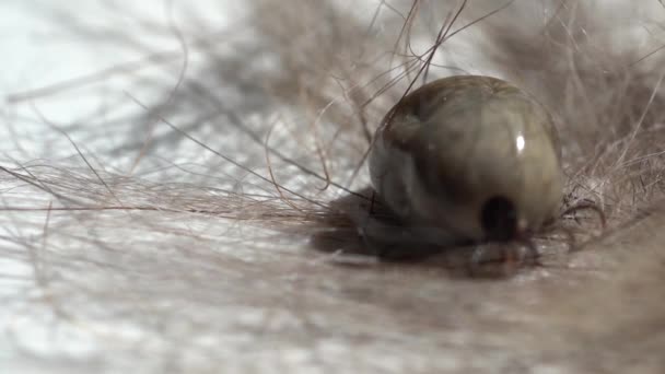 Tick Borne Encephalitis Tbe Lyme Borreliosis Tick 확산되는 질병이다 — 비디오