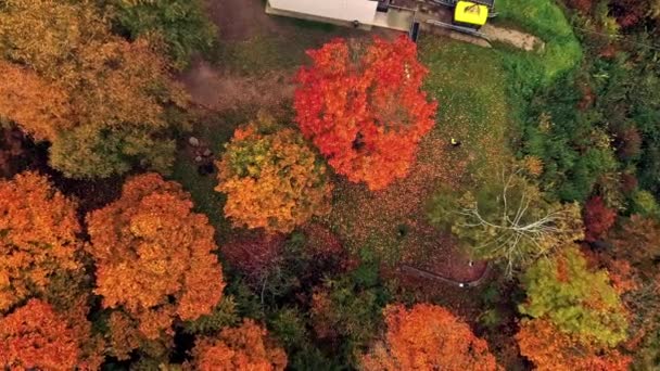 Top Birds Eye Aerial Trees Autumn Fall Season Orange Colour — Stock Video