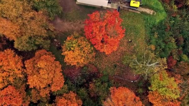 Top Vogels Oog Luchtbomen Het Najaar Seizoen Met Oranje Kleur — Stockvideo