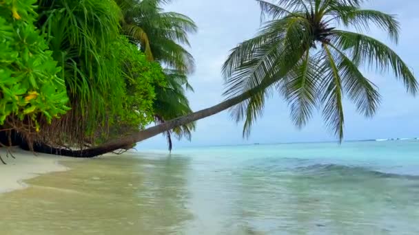 热带海滨带棕榈树绿松石海浪破浪静态低角拍摄 — 图库视频影像