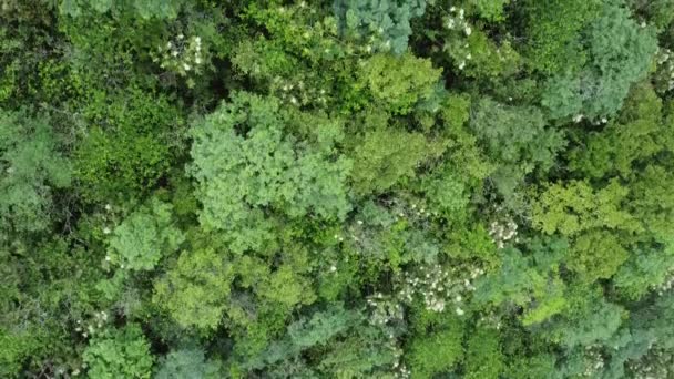 Árboles Muchas Hojas Alrededor Del Bosque — Vídeos de Stock