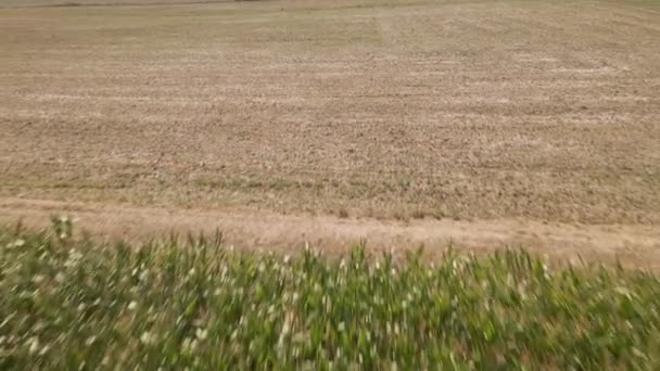 茶色の乾燥したフィールド上を飛行し 日光の下で大規模で緑豊かなトウモロコシのプランテーションに行くドローン映像 — ストック動画