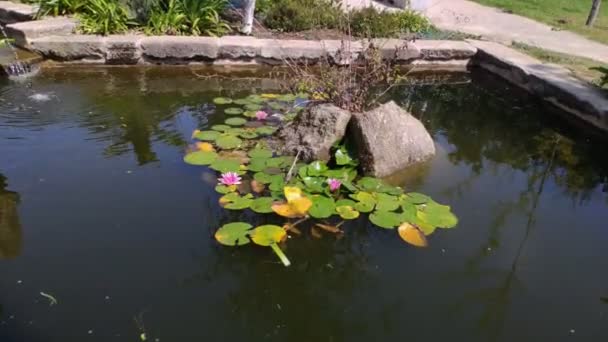 Estanque Jardín Con Helechos Plantas Acuáticas Que Nacen Las Rocas — Vídeo de stock