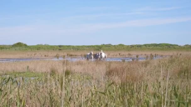 Des Chevaux Qui Repartent Courant Laissant Étang Derrière Eux — Video