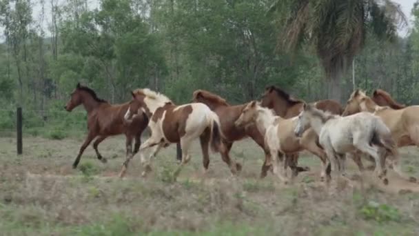 Movimento Lento Rastreado Filmagem Jovem Bonito Rebanho Correndo Livremente Natureza — Vídeo de Stock