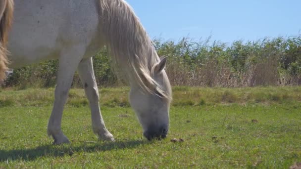Cavalo Branco Pastando Campo Fazenda — Vídeo de Stock