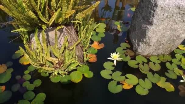 庭の池の中の岩の上で成長しているシダや開花水生植物は明るく晴れた日に ティロはゆっくりと後退し サンクセクソ ポンテベドラ ガリシア スペイン — ストック動画