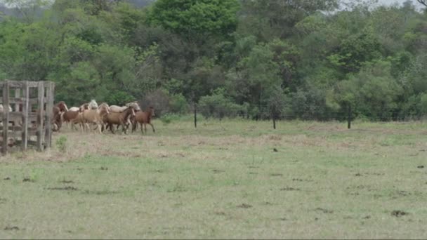 Slow Motion Shot Herd Young Horses Running Corner Field — Stock video