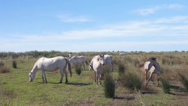 Troupeau Chevaux Broutant Dans Herbe Haute — Video