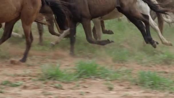 Zeitlupe Verfolgt Nahaufnahme Einer Herde Die Galoppiert Und Dreck Durch — Stockvideo