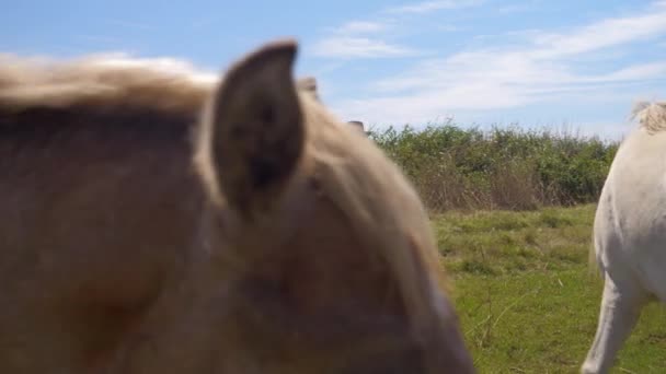 Cowboy Går Bilen För Att Visa Hästarna Att Han Har — Stockvideo