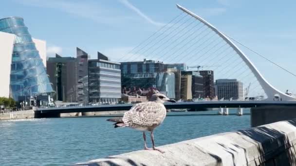 Samuel Becketts Brücke Über Den Fluss Liffey Dublin Viele Autos — Stockvideo