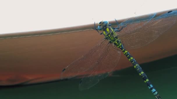 Close Shot Van Een Libelle Draaien Zijn Nek Opknoping Een — Stockvideo