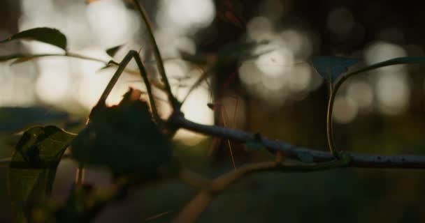 Sol Tarde Brilla Luz Sobre Pequeño Insecto Una Rama Harvestman — Vídeos de Stock