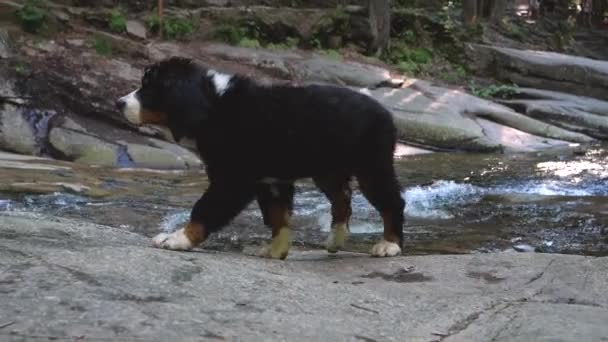 Bernese Mountain Dog Puppy Walking Wandering Mountain Creek Summer Zpomalený — Stock video