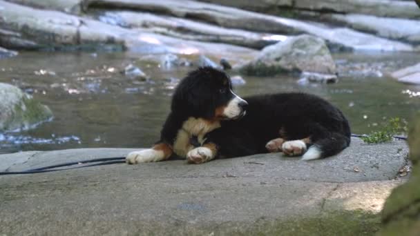 Berner Sennenhundewelpe Liegt Auf Dem Felsen Der Nähe Des Hintergrund — Stockvideo