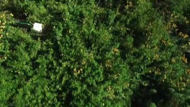 영화의 상단은 공원에서 아름다운 도시치고를향해 있습니다 — 비디오