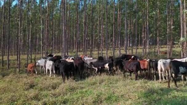 Vista Aérea Gado Sistema Integrado Lavoura Gado Floresta Bovinos Criados — Vídeo de Stock