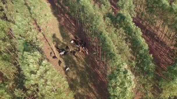 統合システムLavoura 森の中の家畜の空中ビュー 森の中で飼育されている牛 — ストック動画