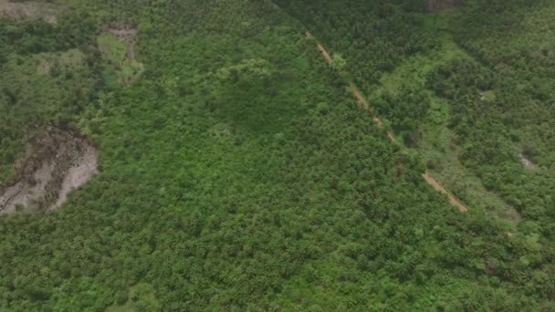 Ormanın Ortasındaki Toprak Bir Yolun Geniş Hava Görüntüleri — Stok video