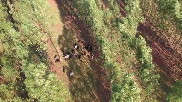 Lavoura Entegre Sistemindeki Çiftlik Hayvanlarının Havadan Görünüşü Çiftlik Hayvanları Orman — Stok video