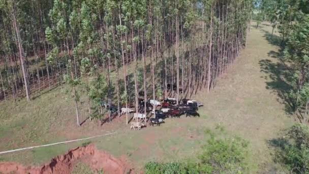 Vista Aérea Gado Sistema Integrado Lavoura Gado Floresta Bovinos Criados — Vídeo de Stock