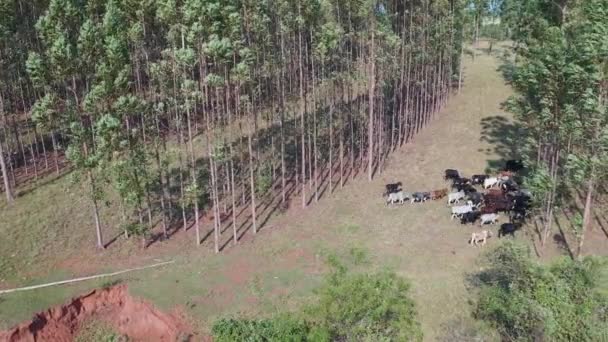 从空中看拉沃拉综合系统中的牲畜 在森林中央饲养的牛 — 图库视频影像