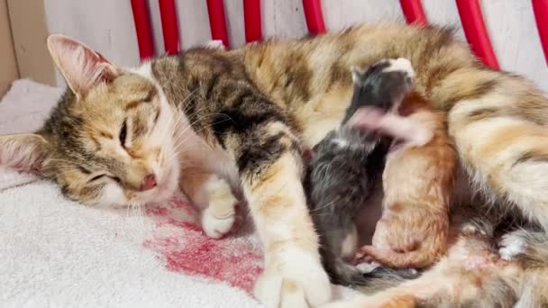 Cat Gives Birth Baby Kittens — Stock Video