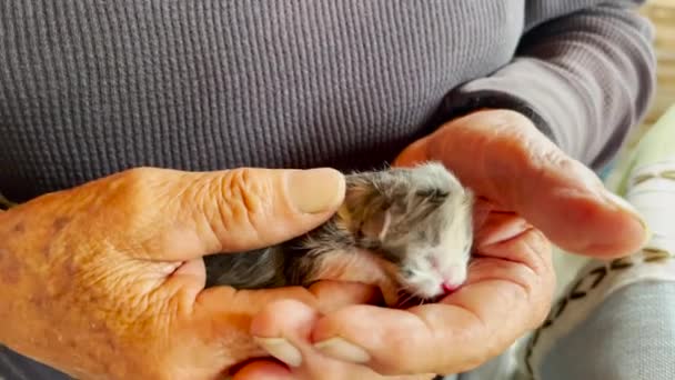 Gatinho Bebê Recém Nascido Nas Mãos Velho Close — Vídeo de Stock